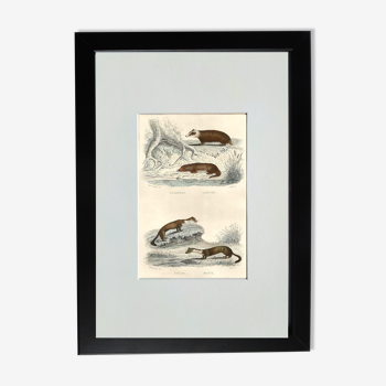 Original zoological board " badger, otter, fouine,... " - buffon 1840