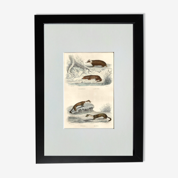 Planche zoologique originale "blaireau, loutre, fouine,... " - buffon 1840