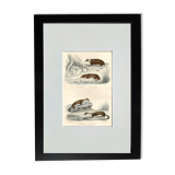 Original zoological board " badger, otter, fouine,... " - buffon 1840