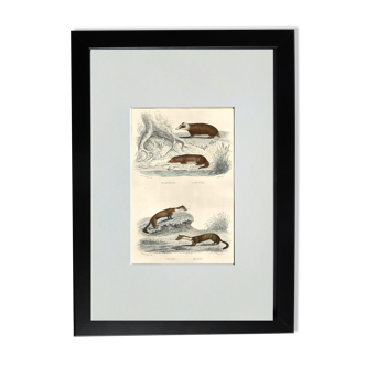 Planche zoologique originale "blaireau, loutre, fouine,... " - buffon 1840