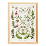 Poster about liverwort plants, based on an old lithograph