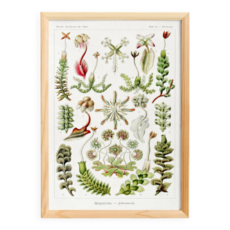 Poster about liverwort plants, based on an old lithograph