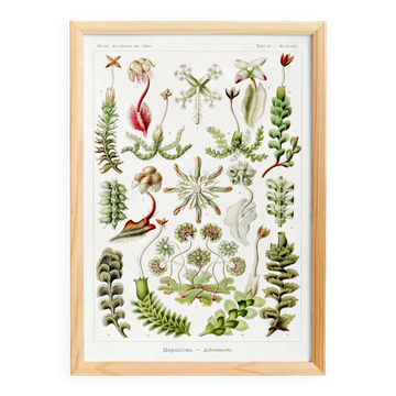 Poster about liverwort plants, based on an old lithograph