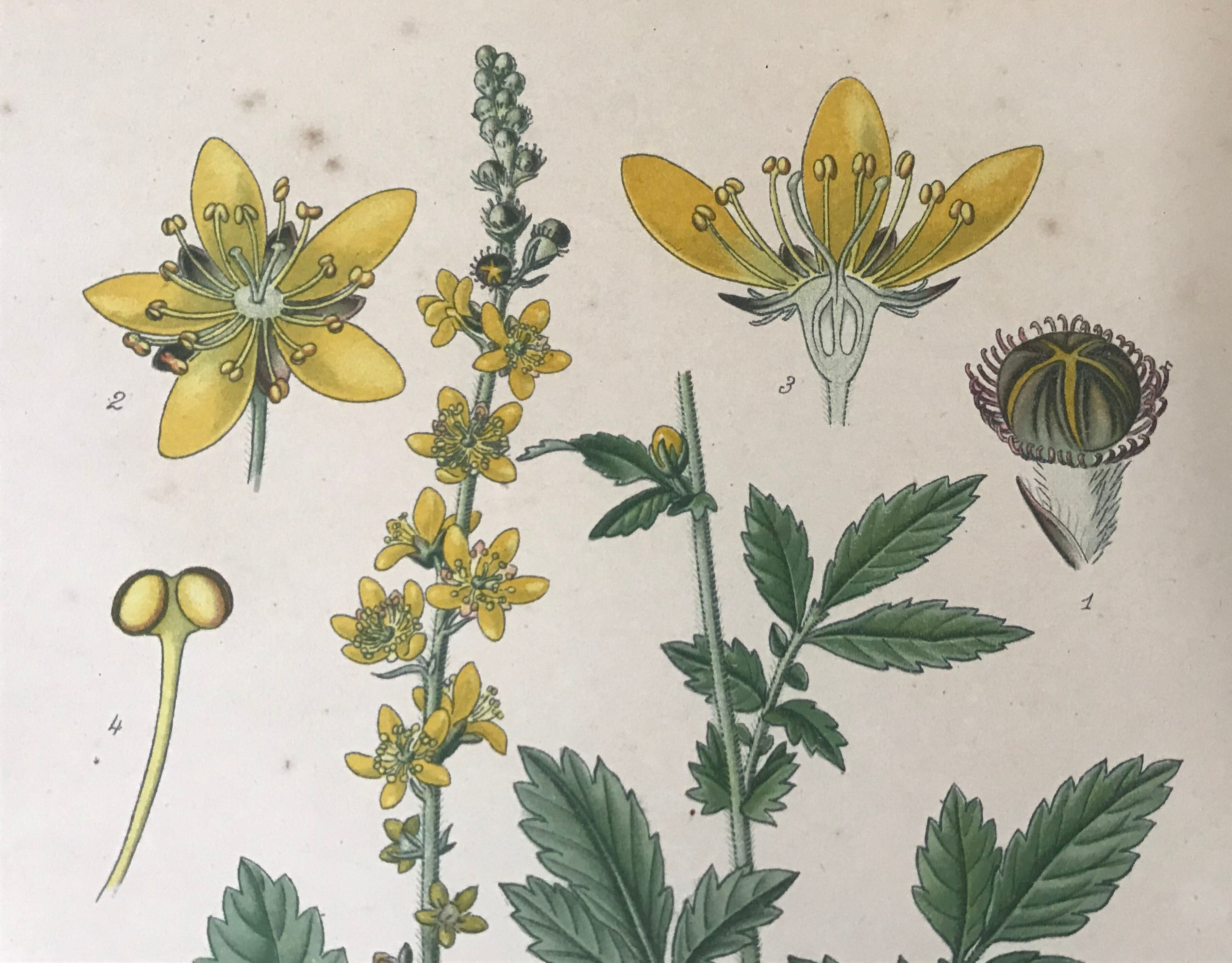 Planches botaniques de fleurs jaunes 1891