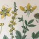 Planches botaniques de fleurs jaunes 1891