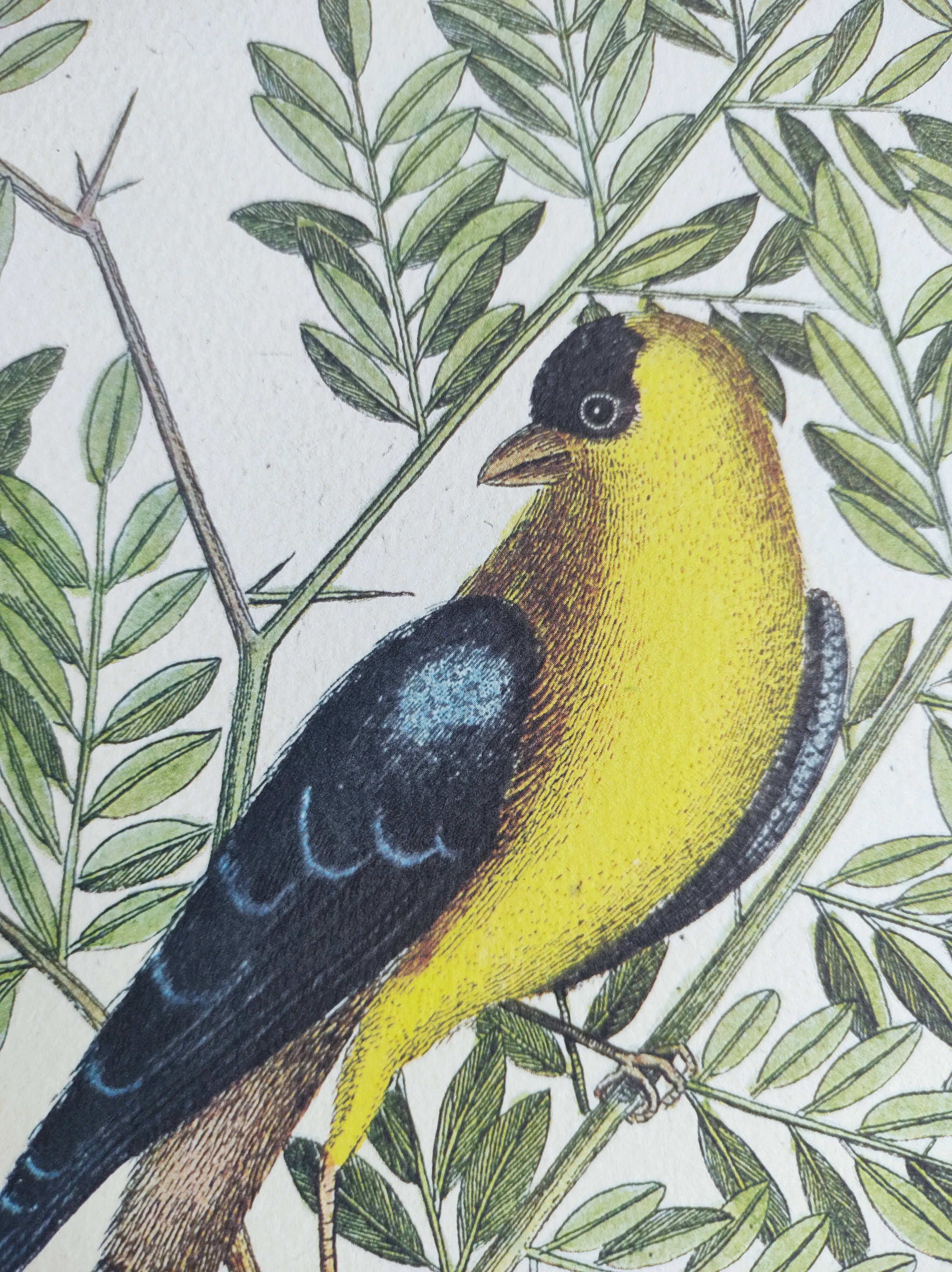 Gravure ancienne oiseau -Chardonneret- Image nature de Seligmann & Catesby