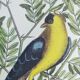 Gravure ancienne oiseau -Chardonneret- Image nature de Seligmann & Catesby