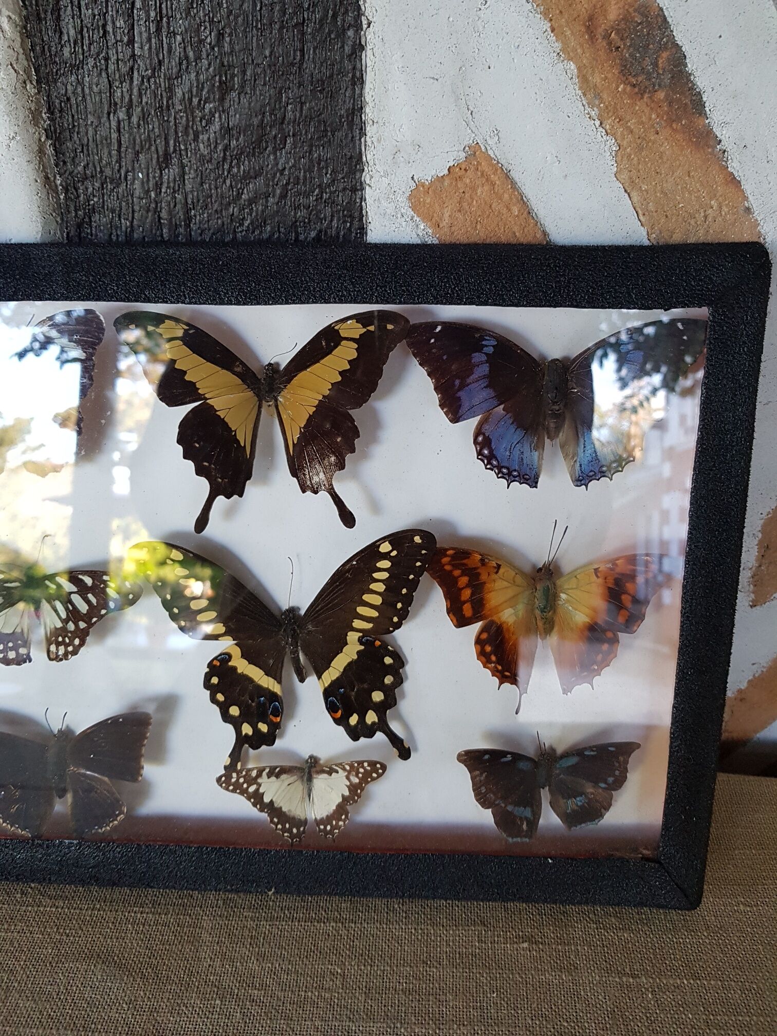 Table frame entomology butterflies under glass