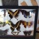 Table frame entomology butterflies under glass