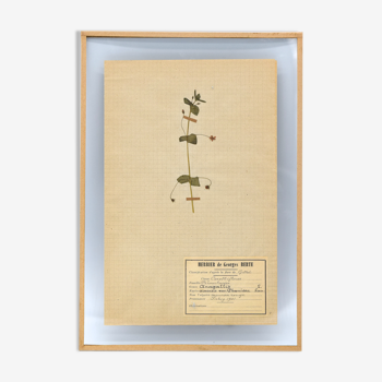 Herbier George Bert