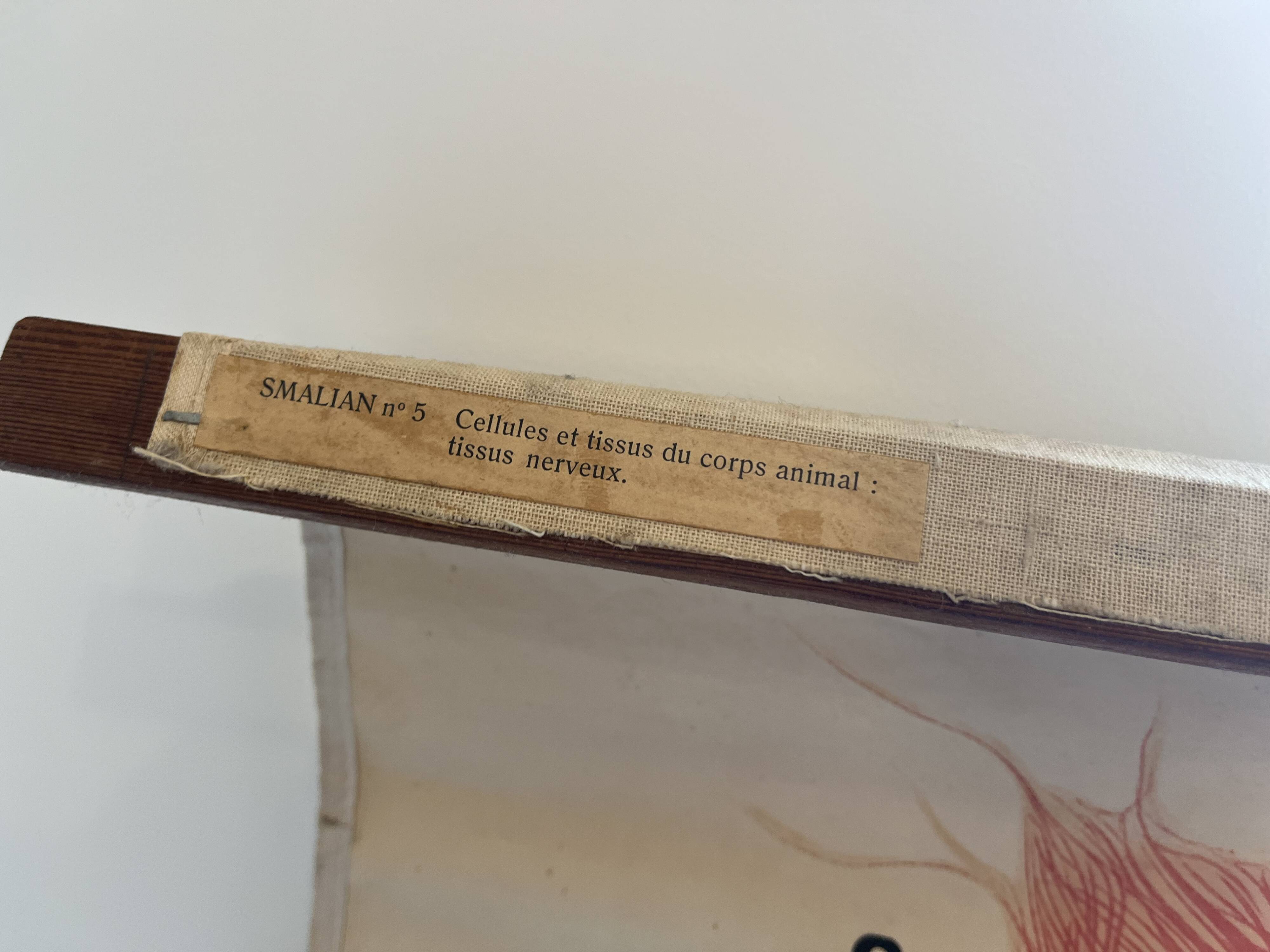 Zoological poster, cell of the animal body