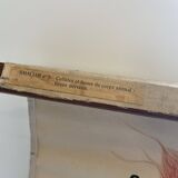 Zoological poster, cell of the animal body