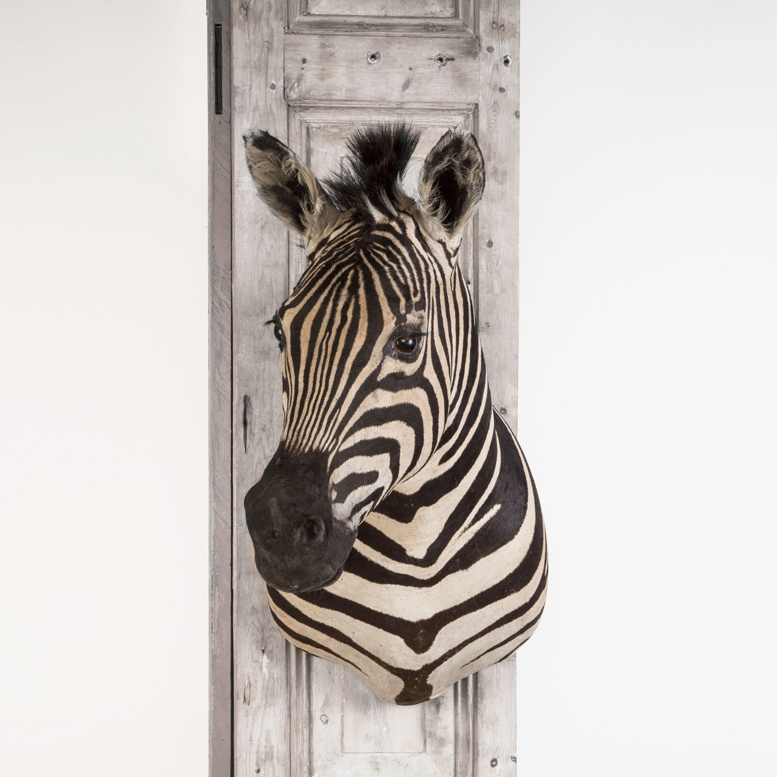 Zebra Taxidermy Set
