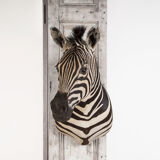 Zebra Taxidermy Set