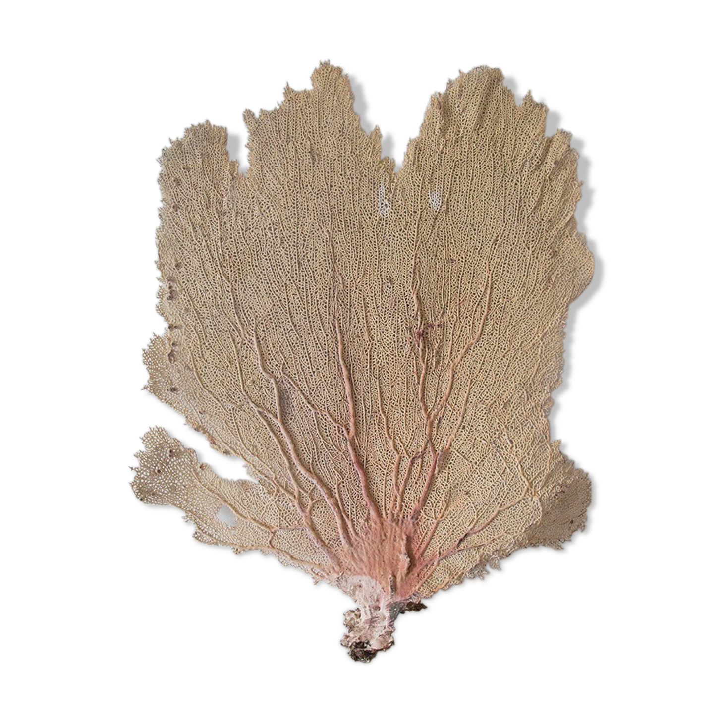 Ancient Gorgon coral