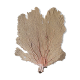 Ancient Gorgon coral