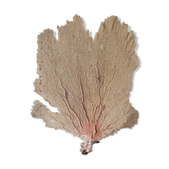 Ancient Gorgon coral