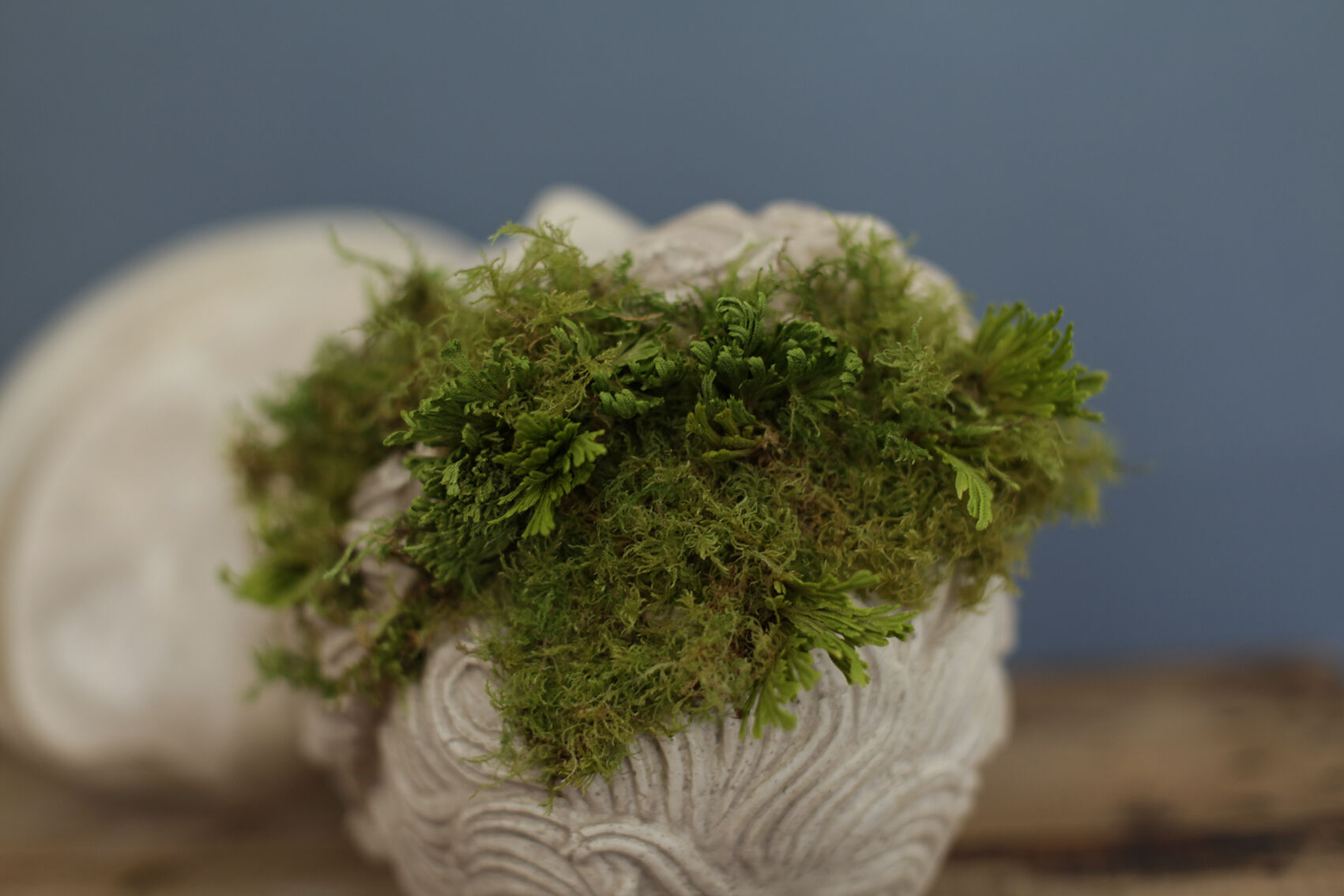 Roman head in waxed plaster