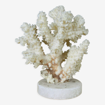 Corail blanc ancien naturel sur socle albâtre