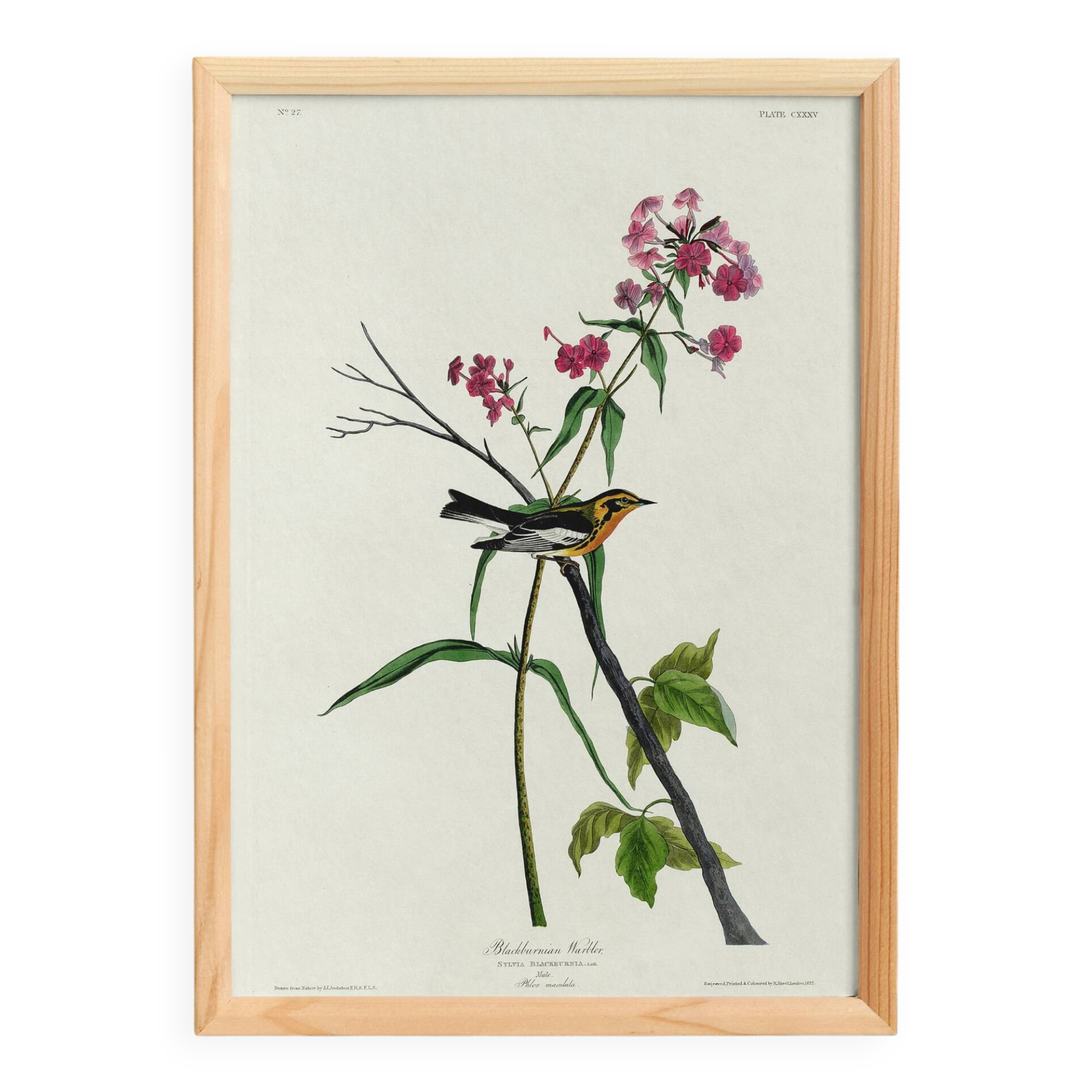 Poster of the Orange-throated Warbler, after an old engraving