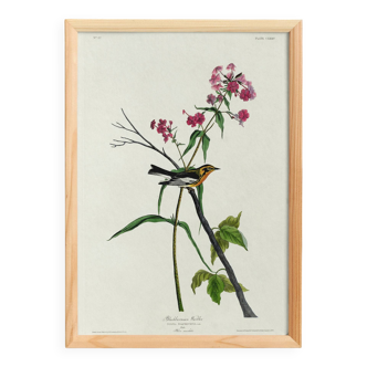 Poster of the Orange-throated Warbler, after an old engraving