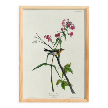 Poster of the Orange-throated Warbler, after an old engraving