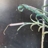 Console vintage en metal patiné feuilles de roseau