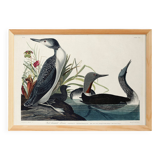 Poster about the Catmarin Diver, based on an old engraving from 1827.