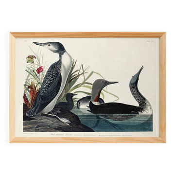 Poster about the Catmarin Diver, based on an old engraving from 1827.