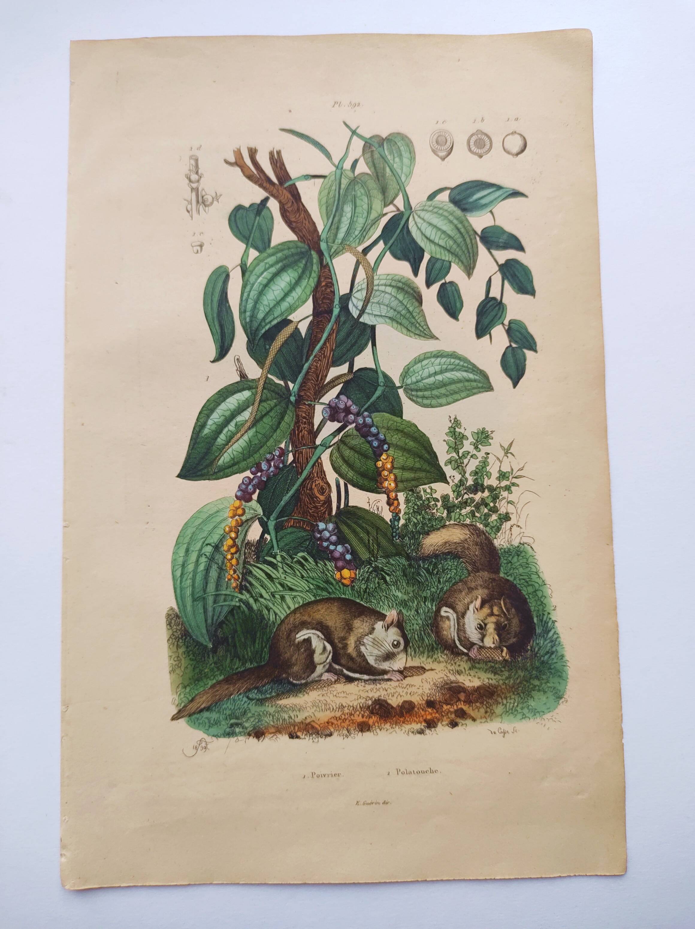 Old engraving from 1839 - Pepper tree - Manually coloured lithograph