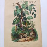 Old engraving from 1839 - Pepper tree - Manually coloured lithograph