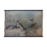 Educational poster, quale and partridge, lithograph, Karl Jansky, Böhmen, 1897