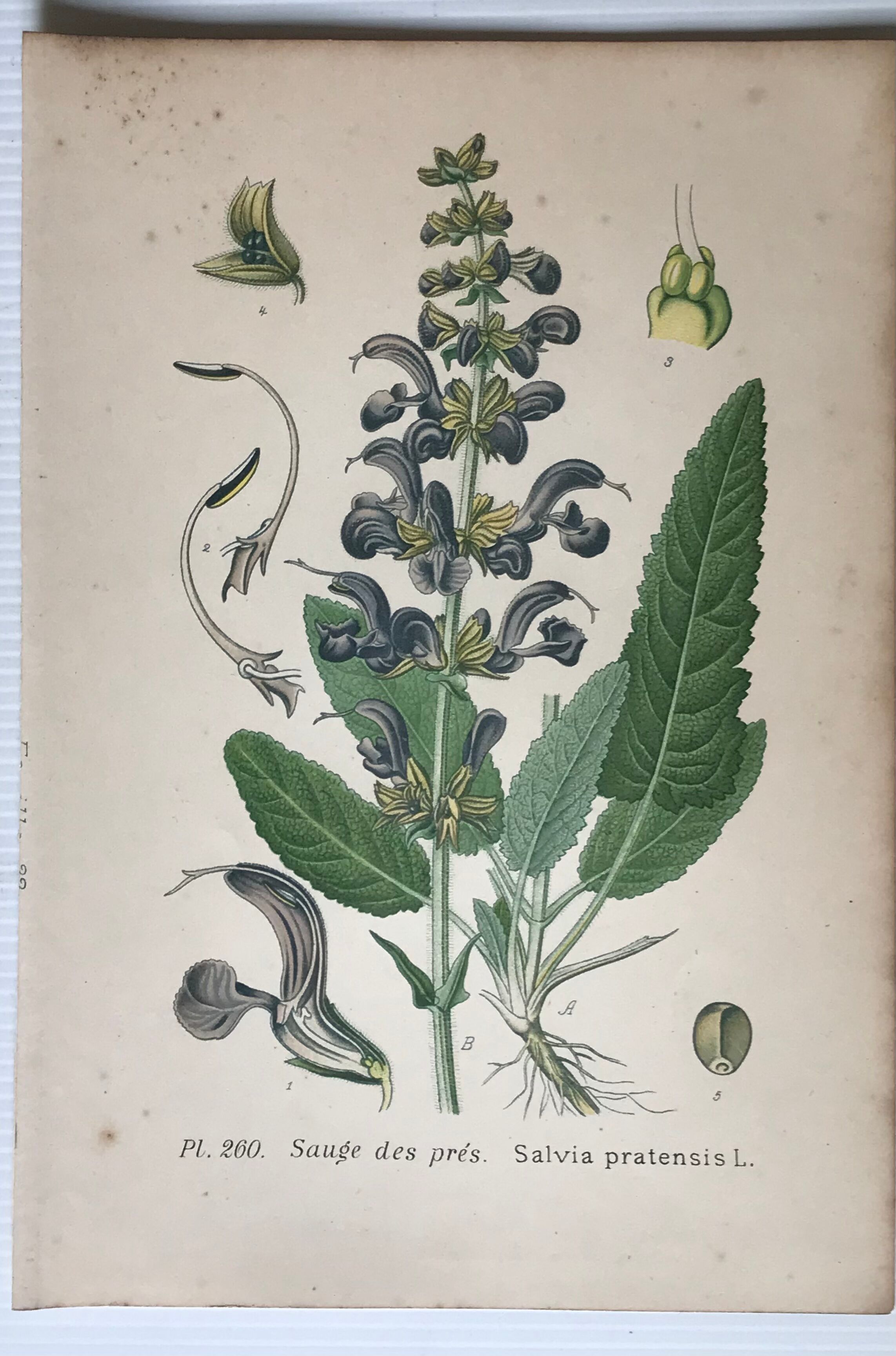 Three botanical plates xixth