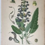 Three botanical plates xixth