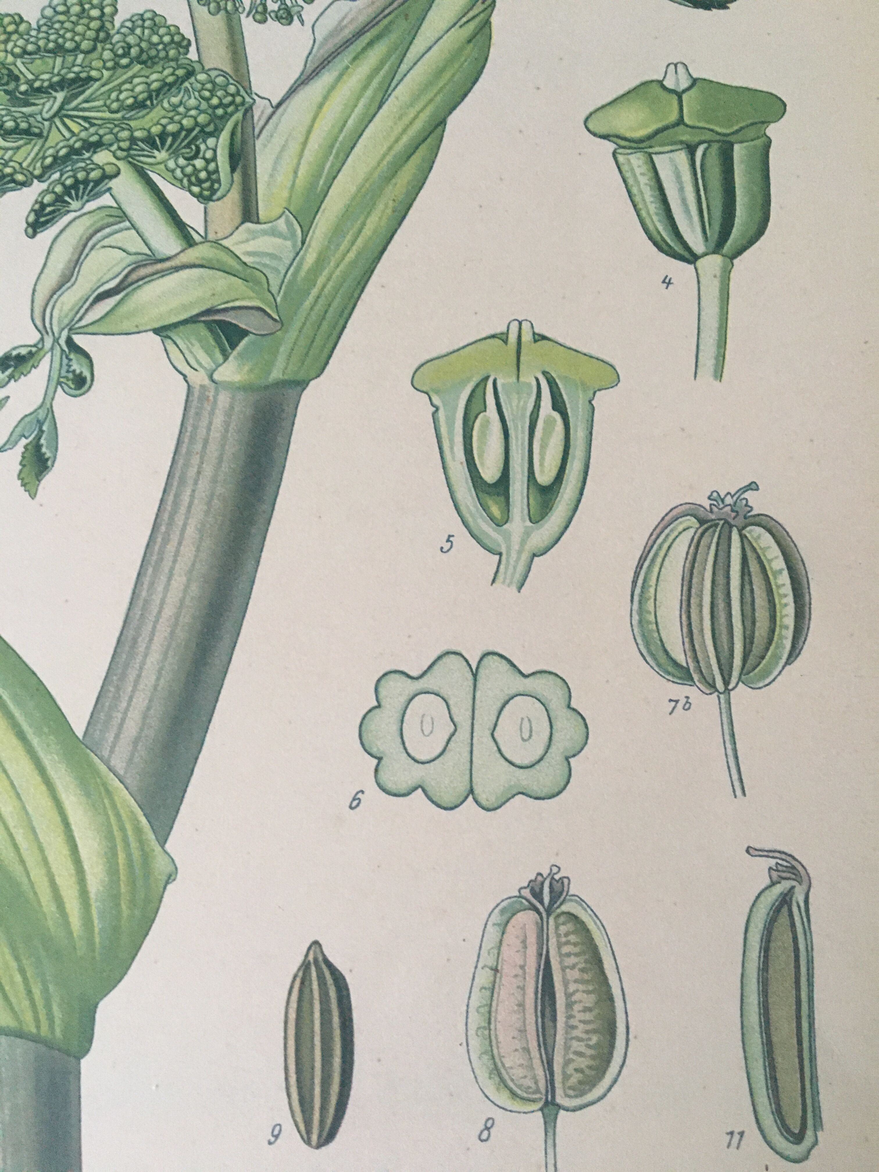 E. botanical plank. Kohler 1887
