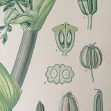 E. botanical plank. Kohler 1887