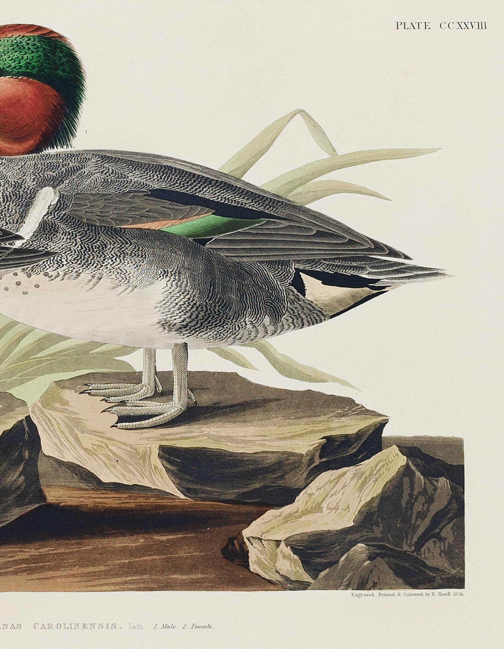 Poster of the Green-winged Teal, after an old engraving