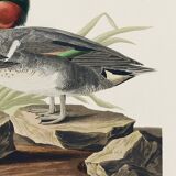 Poster of the Green-winged Teal, after an old engraving