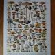 Lithographie originale sur les champignons