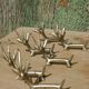 Handcrafted brass gazelle knife rests x12
