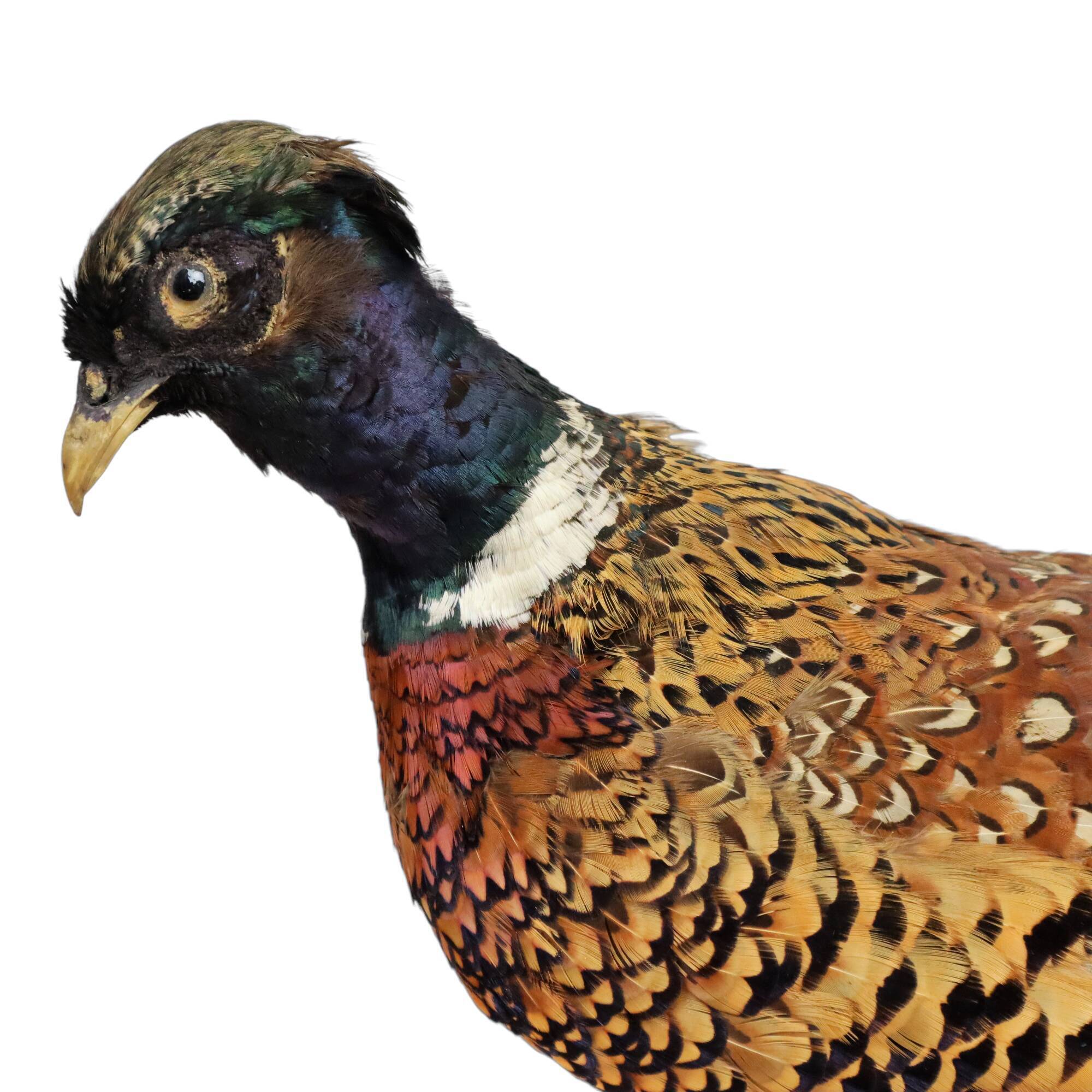 Mounted ringneck pheasant on wooden plank taxidermy