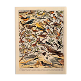 Lithograph on useful birds from 1911 (pipit)