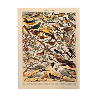 Lithographie sur les oiseaux utiles de 1911 (pipit)