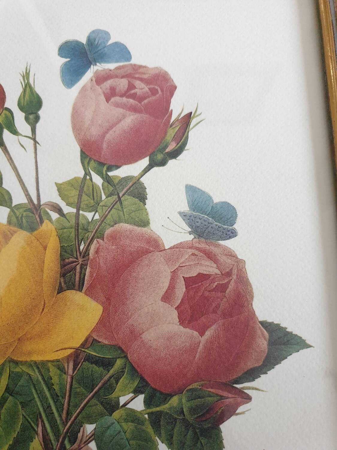 Botanical plate of Roses by PJ Redouté framed