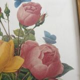 Planche botanique de Roses de P.J Redouté encadrée