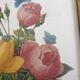 Botanical plate of Roses by PJ Redouté framed