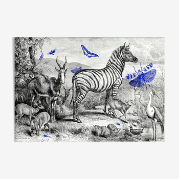 Engraving zebra illustration - acclimatization garden 1850 - A3
