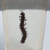 Canadian tiger centipede resin insect