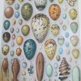 Lithograph on eggs from 1928