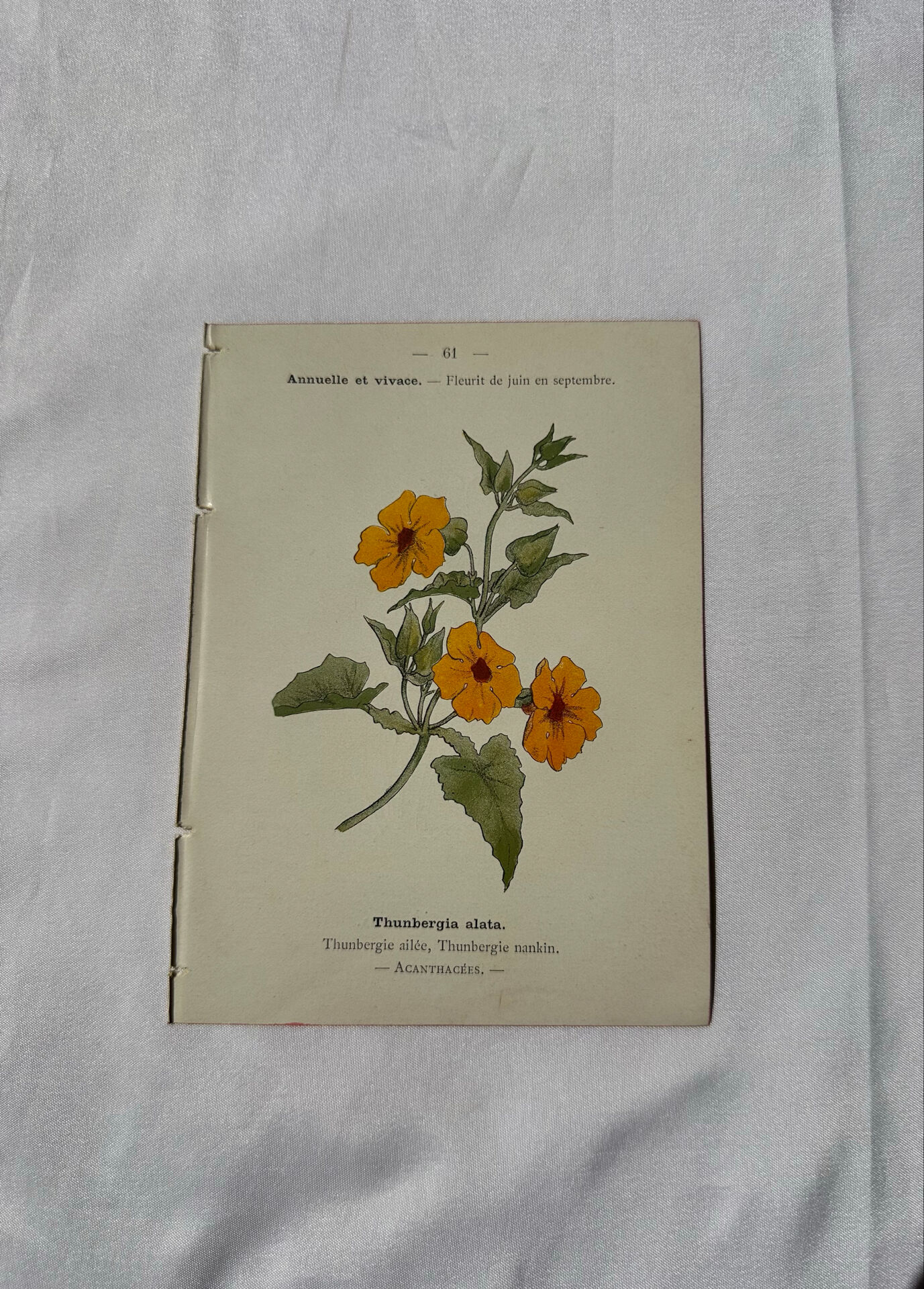 🌿 Botanical Plate Old Naturalist Engraving 19th Century Double-Sided